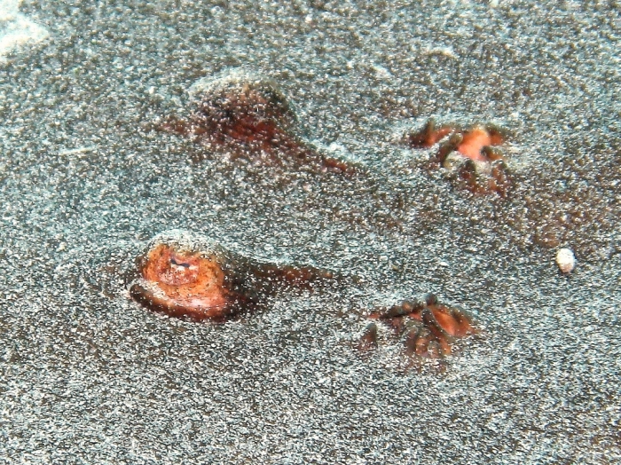 Torpedo marmorata: detail of spiracles with tentacles Torpedo marmorata: detail of spiracles with tentacles
