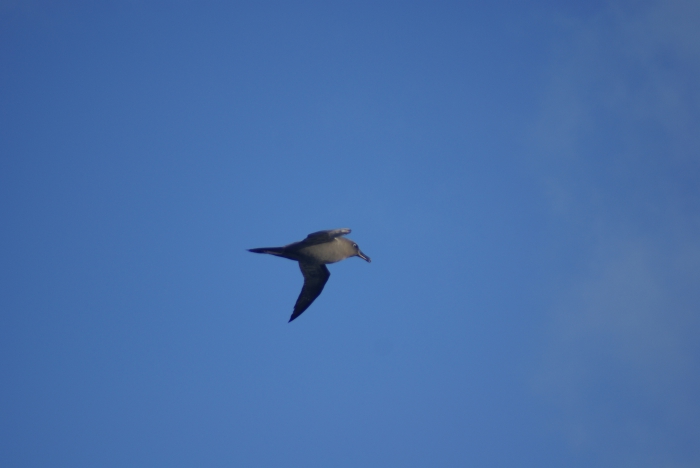 Phoebetria palpebrata (Forster, 1785) in flight