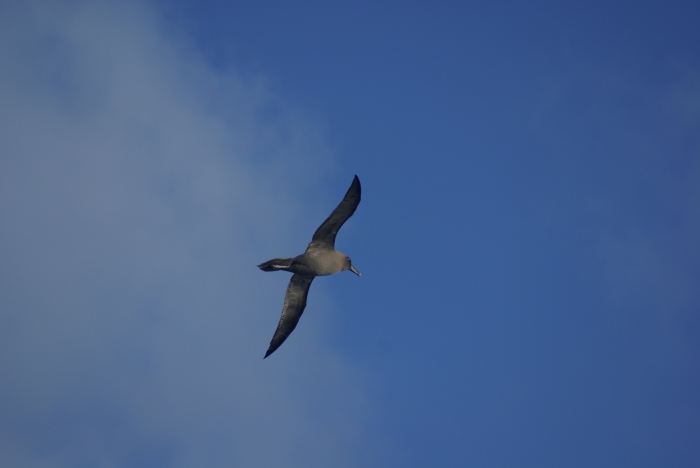 Phoebetria palpebrata (Forster, 1785) in flight 2