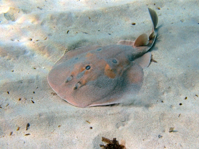 Torpedo torpedo Torpedo torpedo