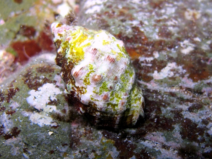 Stramonita haemastoma