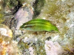 Symphodus roissali (juvenile)