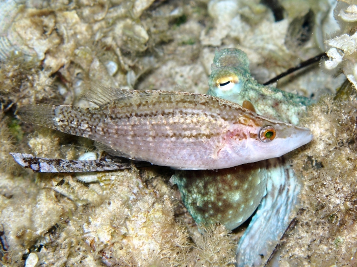Symphodus rostratus Symphodus rostratus