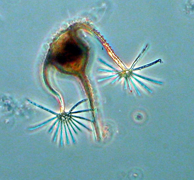 Ceratium ranipes Ceratium ranipes