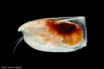 Halocyprididae