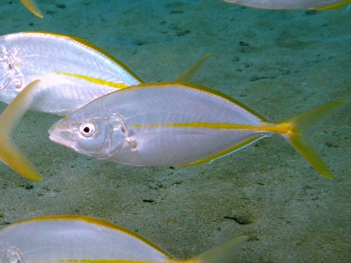 Pseudocaranx dentex Pseudocaranx dentex