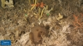 Porifera (sponges)