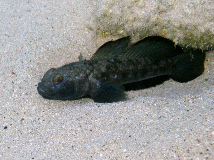 Gobius niger (male)