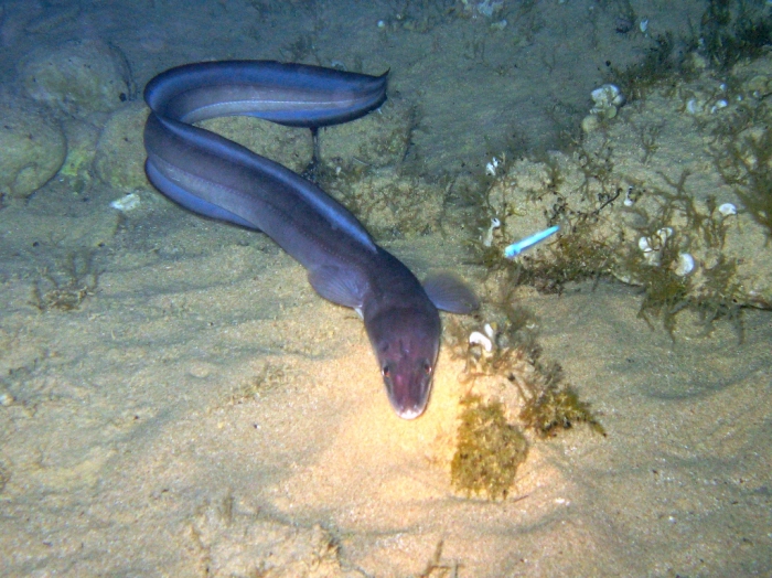 Conger conger Conger conger