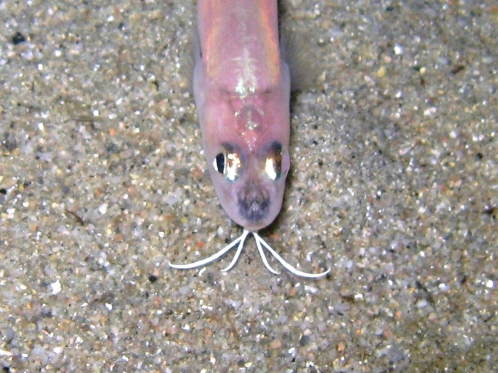 Ophidion rochei Ophidion rochei
