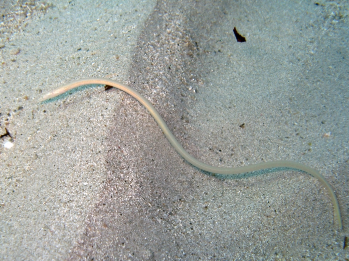 Ophisurus serpens (juvenile)