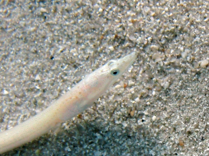 Ophisurus serpens (juvenile) Ophisurus serpens (juvenile)