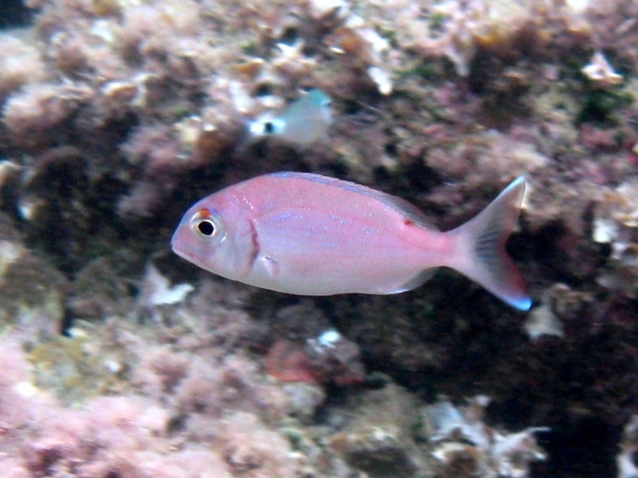 Pagrus pagrus (juvenile)