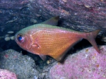 Pempheris rhomboidea