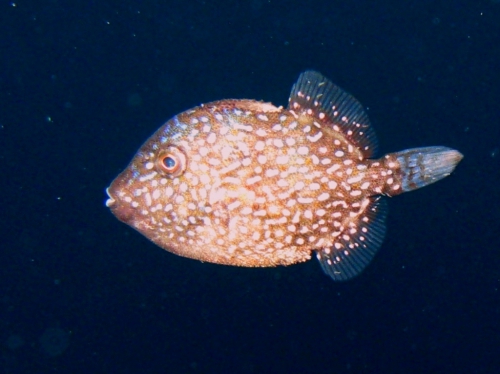 Balistes capriscus (juvenile)