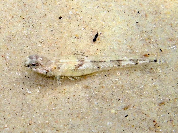 Pomatoschistus bathi (female)