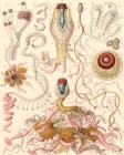 A cystonect siphonophore