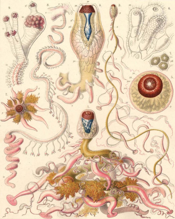 A cystonect siphonophore A cystonect siphonophore