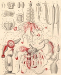 A physonect siphonophore