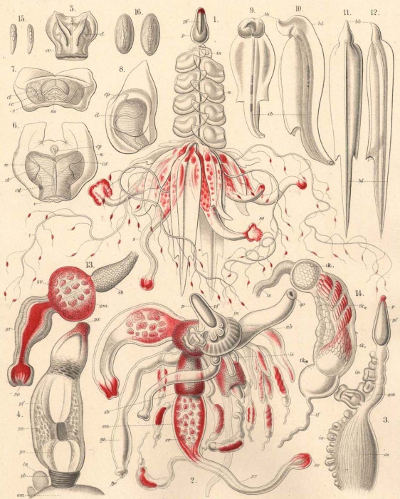 A physonect siphonophore A physonect siphonophore