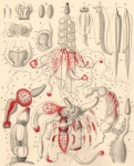 Hydrozoa (hydroids)