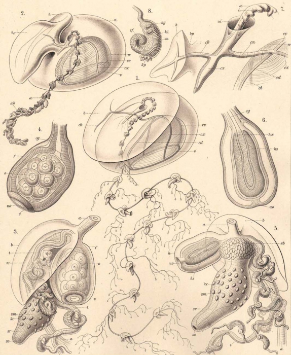 A prayid siphonophore A prayid siphonophore