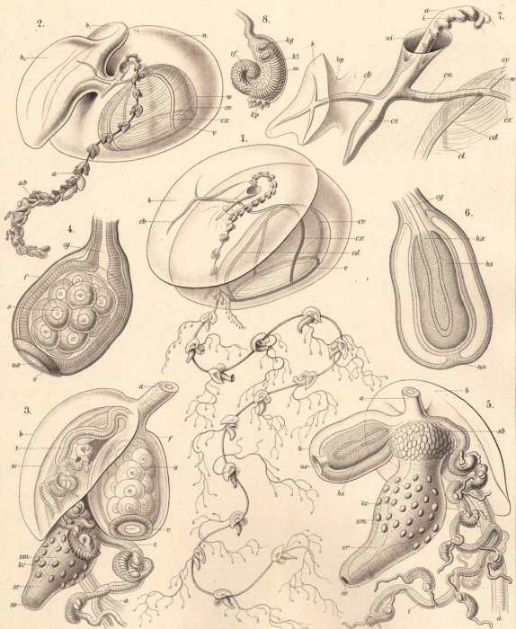 A prayid siphonophore