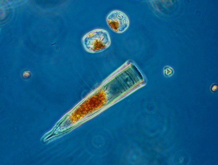 Helicostomella subulata Helicostomella subulata