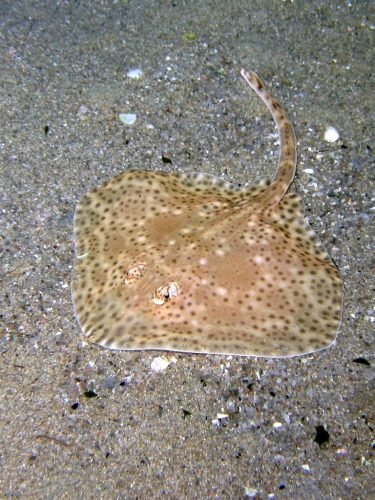 Raja brachyura (juvenile)