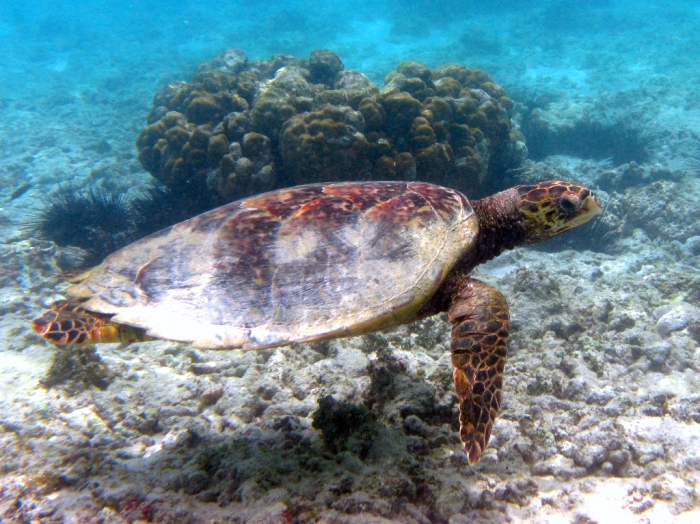 Eretmochelys imbricata