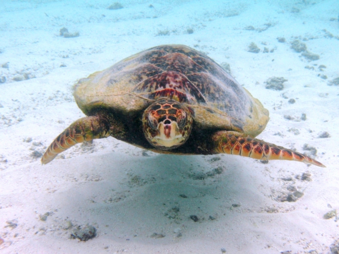 Eretmochelys imbricata