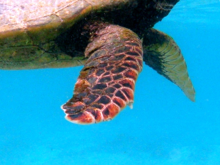 Eretmochelys imbricata: detail of the nails