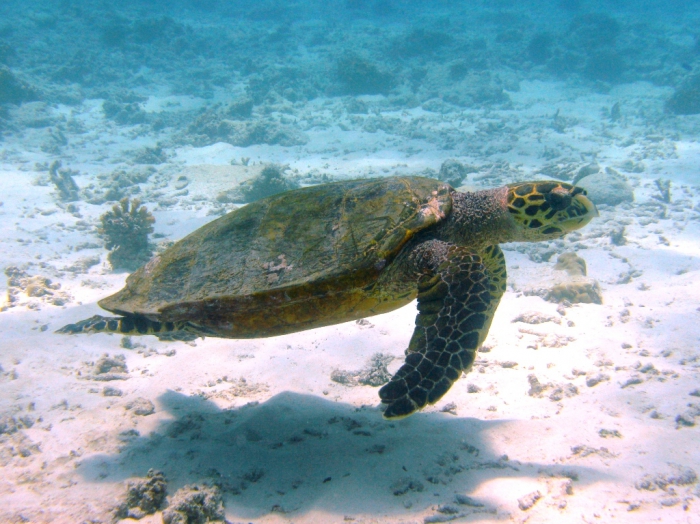 Eretmochelys imbricata