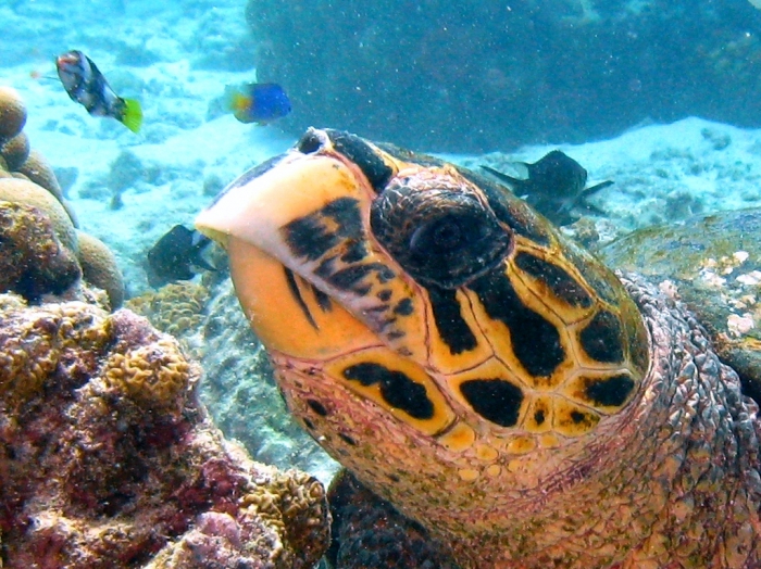 Eretmochelys imbricata: detail of muzzle