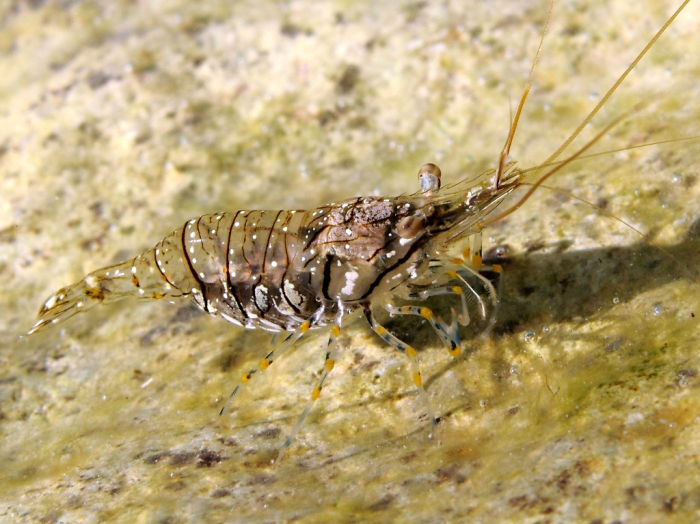 Palaemon elegans