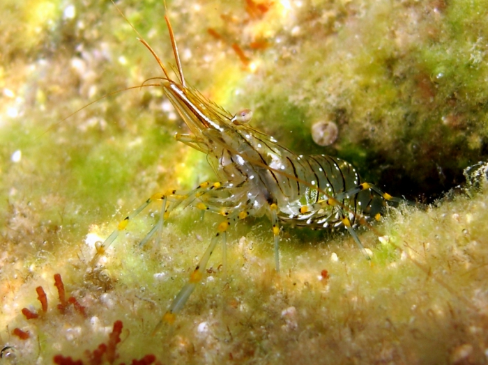 Palaemon elegans