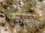 Sparisoma cretense (juvenile)