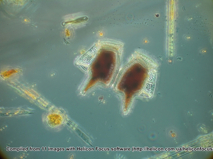toxic pair toxic pair