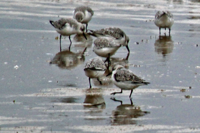 Sanderling (Calidris alba) Sanderling (Calidris alba)