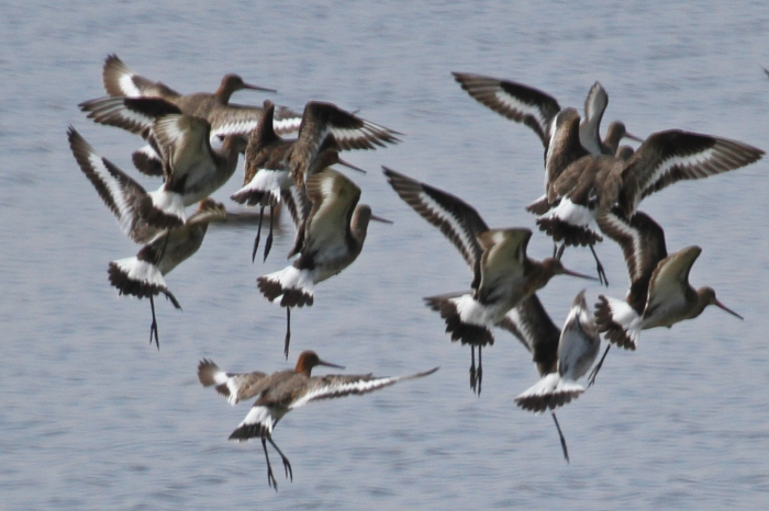 Black-tailed Godwit (Limosa limosa) Black-tailed Godwit (Limosa limosa)