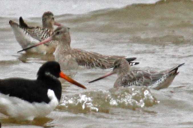 Bar-tailed godwit (Limosa lapponica) Bar-tailed godwit (Limosa lapponica)