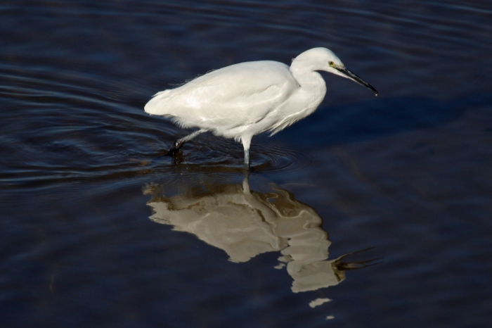 Little egret (Egretta garzetta)