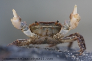 Japanese shore crab - Hemigrapsus sanguineus, author: Jonas Mortelmans