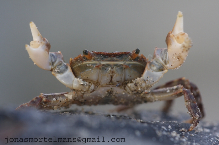 Japanese shore crab - Hemigrapsus sanguineus