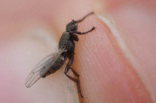 Coelopa frigida