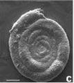 Chromista - Foraminifera (foraminifers)