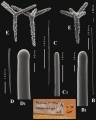 Porifera (sponges)