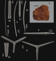 Porifera (sponges)