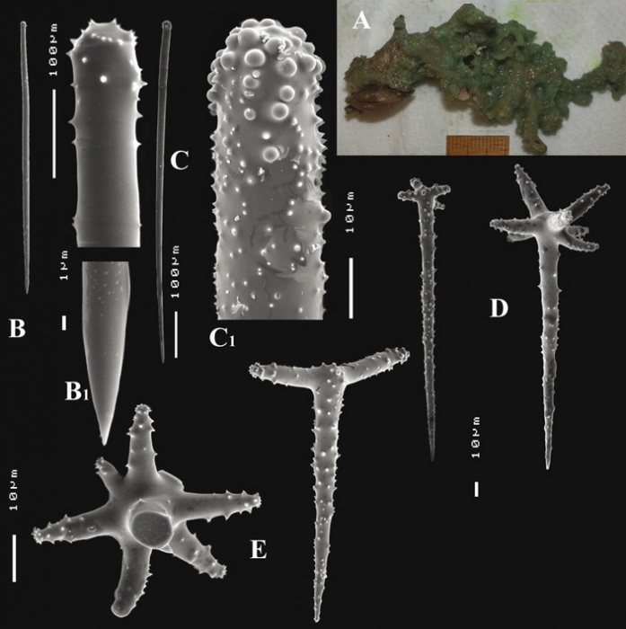 Cyamon spinispinosum (Topsent, 1904) Cyamon spinispinosum (Topsent, 1904)