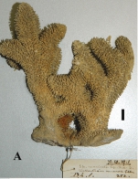 Trikentrion muricatum (Linnaeus, 1759)